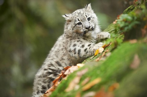 Snow leopard (Panthera uncia) or (Uncia uncia) cute cub in a forest, captive