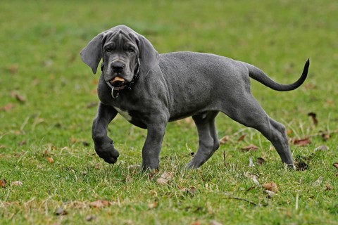 Great Dane