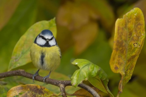 Blue tit (Cyanistes Caeruleus) adult bird amongst autumnal leaves of a garden Magnolia tree in the