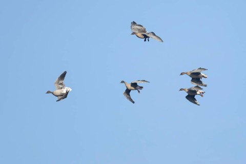 Pink-footed goose (Anser brachyrhynchus) five adult birds flying in a flock or skein, Norfolk,