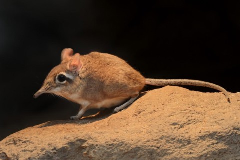 Red-brown elephant shrew or red-brown trunked shrew (Galegeeska rufescens, Elephantulus rufescens),