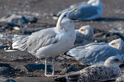 Caspian gull (Larus cachinnans) calling in seagull colony along the North Sea coast in late summer,