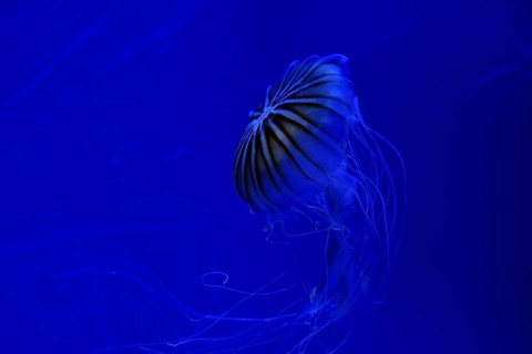 Jellyfish floating underwater with trailing tentacles at night