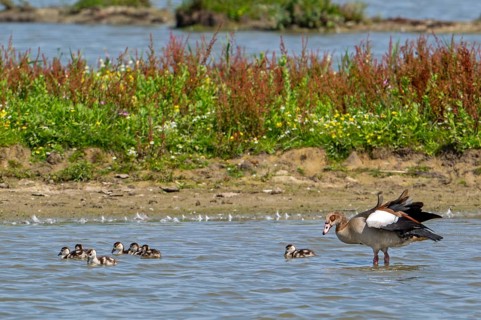 Egyptian goose (Alopochen aegyptiaca) with goslings swimming in pond in wetland in summer