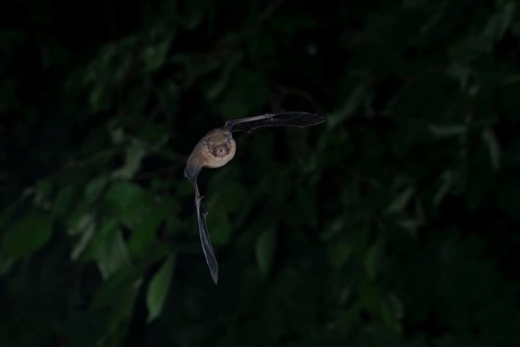 Common pipistrelle (Pipistrellus pipistrellus) hunting insects in front of deciduous forest,