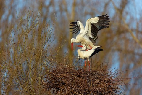 White stork (Ciconia ciconia), stork marriage, mating, copula, Altlu?heim, Germany, Europe