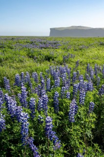 Flowering lupins, Icelandic landscape, Iceland, Europe