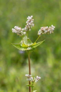 Buckwheat (Fagopyrum esculentum), Emsland, Lower Saxony, Germany, Europe
