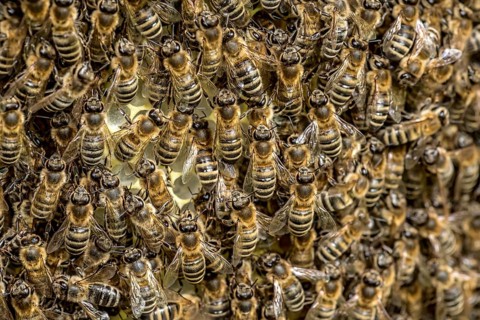 Bee colony, many bees, Western or European honey bee (Apis mellifera), wild construction of natural