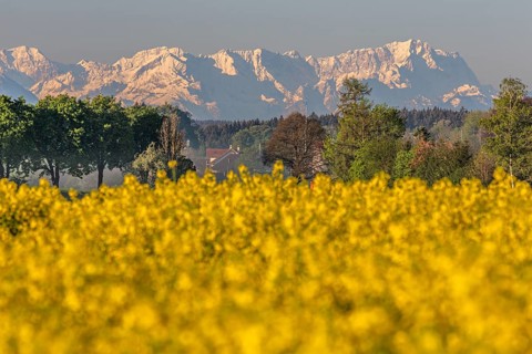 Rape, rape field, mountain landscape, spring, Icking, view of Zugspitze, Alpspitze, Wetterstein