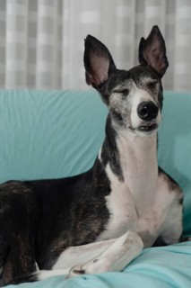 Portrait of a rescued greyhound with closed eyes and perked ears, sitting on a sofa
