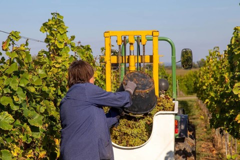 Hand-picking of Pinot Blanc grapes in the Palatinate (Norbert Groß winery, Meckenheim)