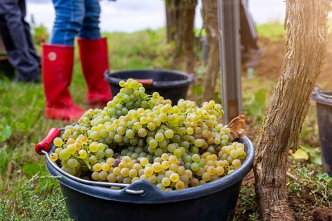 Hand-picking of Chardonnay grapes in the Palatinate (Norbert Groß winery, Meckenheim)