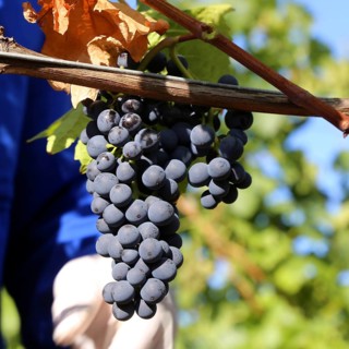 Grape grape harvest: Hand-picking Pinot Noir grapes in the Palatinate