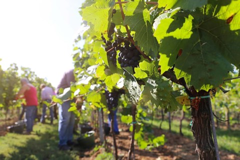 Grape grape harvest: Hand-picking Pinot Noir grapes in a vineyard in the Palatinate