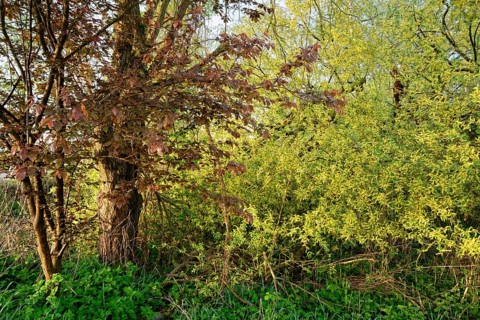 Wetland biotope with trees and bushes in spring in the Hamburg Vier- und Marschlanden. Kirchwerder,