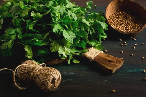 Bunch of fresh Cilantro, coriander seeds, on a dark wooden table, close-up, top view, no people.