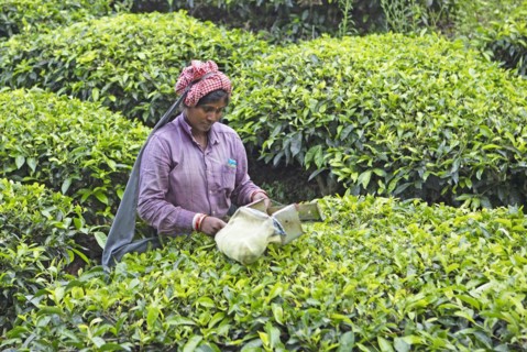 Indian tea picker on a tea plantation, Thekkady, Kerala, India, Asia
