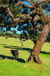 Cows in fantastic magical idyllic Fanal Laurisilva forest with centuries-old til trees. Madeira