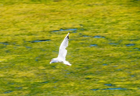Lake Baldeney, Ruhrstausee, seagull flies over water lilies, Elodea waterweed plants, in the lake,