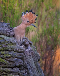 Hoopoe (Upupa epops) Bird of the Year 2022, young bird in the breeding cave, bonnet erected,