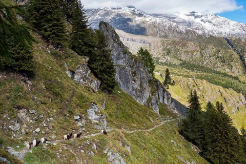 Hiking trail with herd of goats, hiking, hiking trail, tourism, mountain hike, Aletsch Arena,