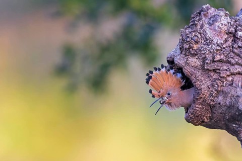 Hoopoe (Upupa epops) Bird of the Year 2022, with beetle larva as food, young bird with food in the