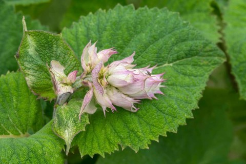 Clary (Salvia sclarea), spice and medicinal plant, North Rhine-Westphalia, Germany, Europe