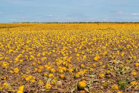 Field with Styrian oil pumpkins, partly dried up due to the drought in summer 2020, on the Lower