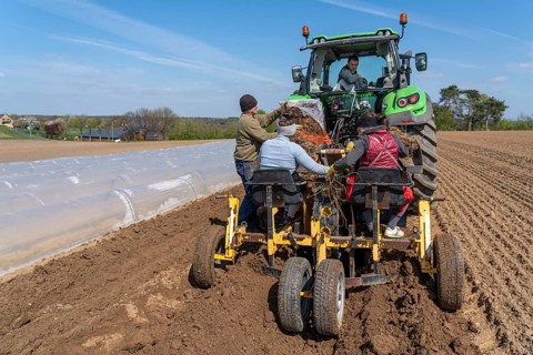 Asparagus farm, asparagus plant, planted in a field, with a planting machine, after a good year the