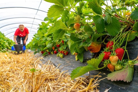 Harvesting strawberries, harvest helper, strawberry cultivation in the open field, under a foil