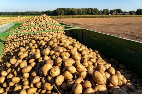 Potato harvest, Melodie variety, so-called split harvesting method, first the tubers are taken out