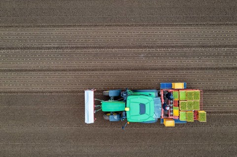 Lettuce plants are planted with a planting machine, Agriculture, Spring