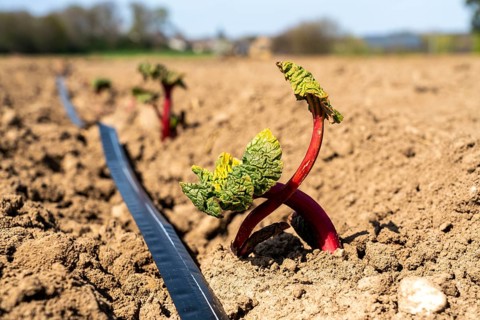 Rhubarb young plant, just planted in a field, hose for artificial irrigation