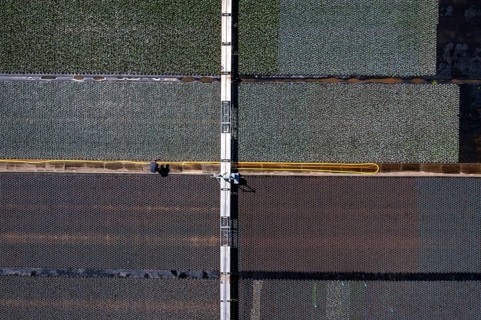 Horticultural business, irrigation with a sprinkler system, mobile on wheels in the open air,