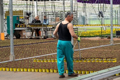 Horticultural business, greenhouse, freshly potted young plants are placed on beds to grow there,
