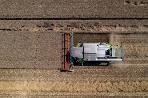 Agriculture, grain harvest, wheat, combine harvester harvesting in a wheat field, near