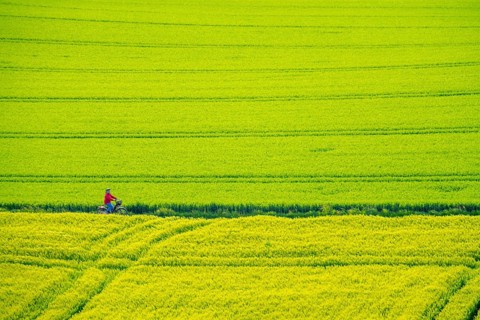 Cereal fields in spring, still green and fresh in growth, field path, cyclist, North