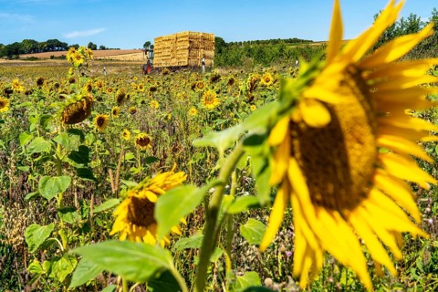 Country road, with tractor, bales of straw, sunflower field south-east of Nideggen, in the
