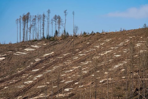 Cleared forest area north of the village of Öventrop, district of Arnsberg, dead spruce stands were
