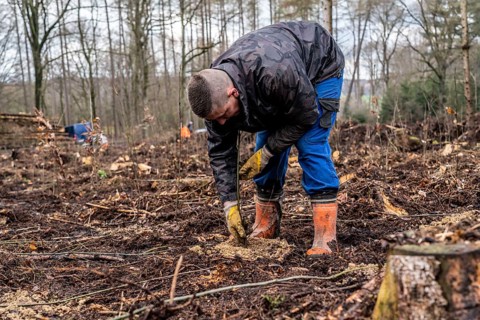 Reforestation in the Arnsberg Forest near Rüthen-Nettelstädt, Soest district, forestry workers