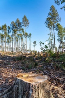 Forest dieback in Arnsberg Forest, northern Sauerland, few intact trees, dead spruce trees, partly
