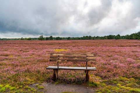 The Osterheide, in the Lüneburg Heath nature reserve, near Schneverdingen, Lower Saxony, Germany,