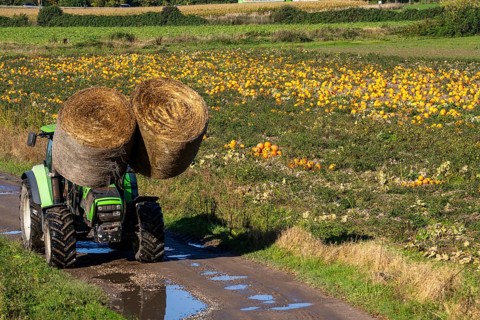 Pumpkin field, ripe pumpkins, shortly in front of harvest, tractor, transporting hay bales, near