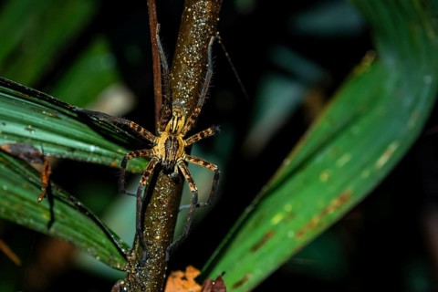 Getazi comb spider or Getazi banana spider (Cupiennius tazi), adult male sitting on a branch at