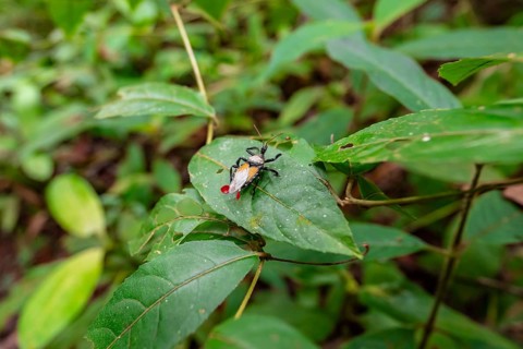 Apiomerus vexillarius, Bee-killer beetle, Corcovado National Park, Osa Peninsula, Puntarena