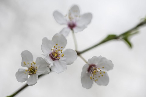 Myrobolane (Prunus cerasifera), Emsland, Lower Saxony, Germany, Europe
