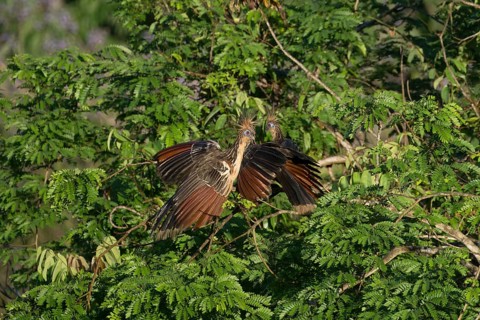 Three Hoatzin, Opisthocomus hoazin, in the forest, Amazon Basin, Brazil, South America