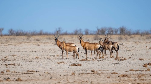 Small herd of sassabies (Damaliscus lunatus) with young, Etosha National Park, Namibia, Africa