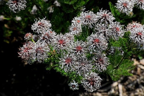 Serruria fucifolia (Serruria fucifolia), flowers, flowering, bush, fynbos, Kirstenbosch Botanical